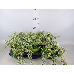 Ficus pumila 'White Sunny'