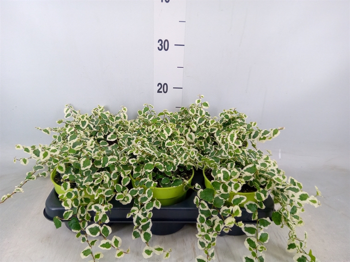 <h4>Ficus pumila 'White Sunny'</h4>