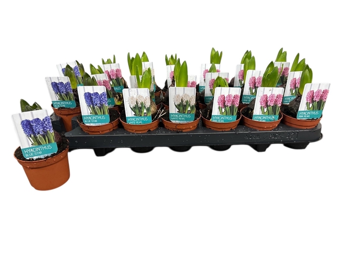 <h4>HYACIN ORIENTAL GEM</h4>