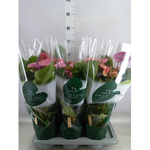 Anthurium andr. 'Cavalli'