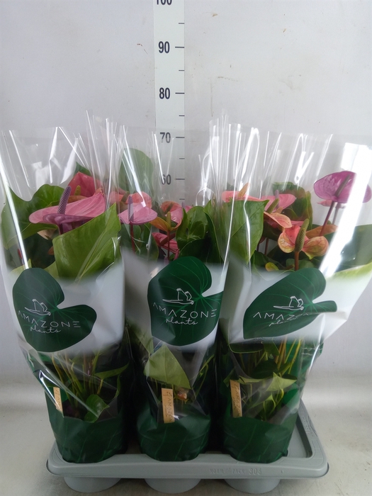 <h4>Anthurium andr. 'Cavalli'</h4>