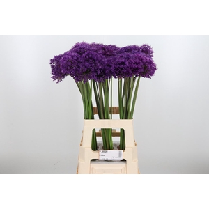 Allium Purper Sensation