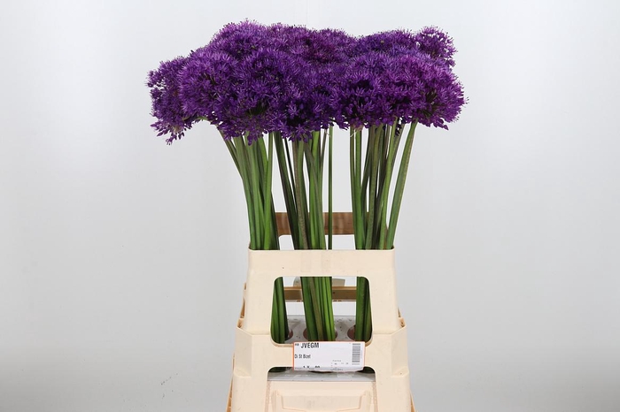 <h4>Allium Purper Sensation</h4>