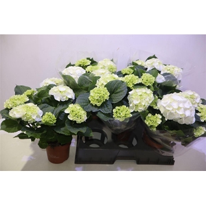 arr8 Hydr M Schneeball