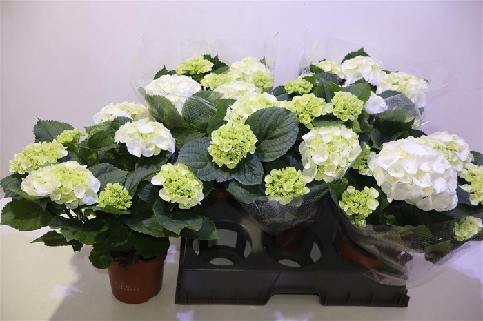 <h4>arr8 Hydr M Schneeball</h4>