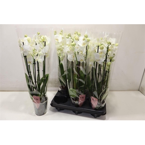 arr8 Phal An Inverness