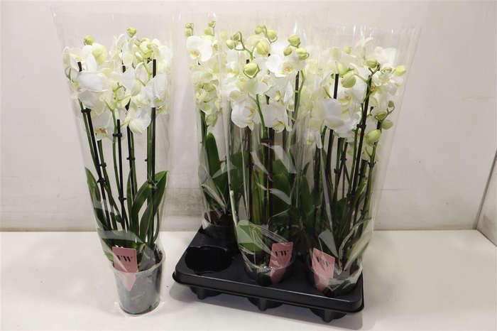 <h4>arr8 Phal An Inverness</h4>