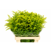Solidago Golden Glory