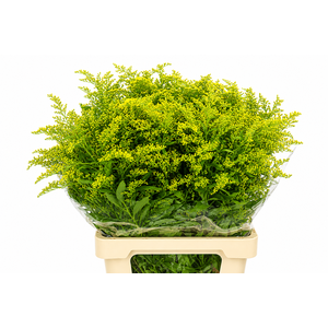Solidago Golden Glory