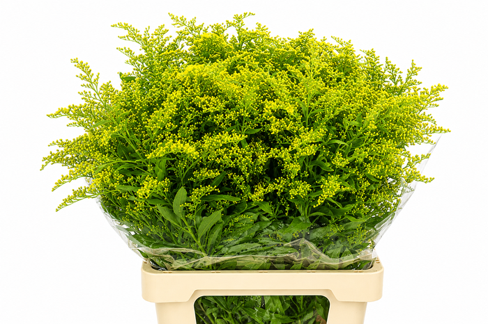 <h4>Solidago Golden Glory</h4>