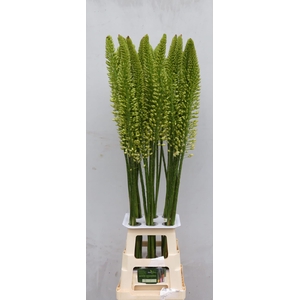 EREMURUS WHI WEDDING