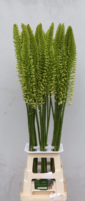 EREMURUS WHI WEDDING