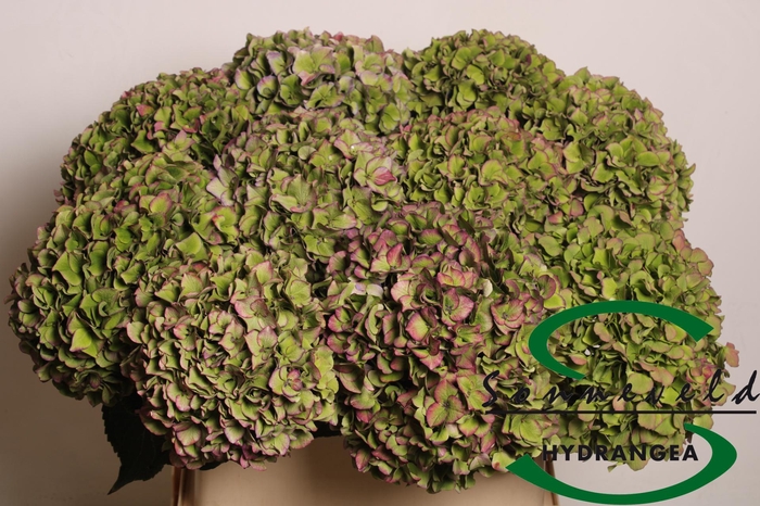 <h4>HYDR M CH RODEO CL</h4>