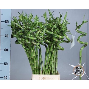 Drac Lucky Bamboo 80cm