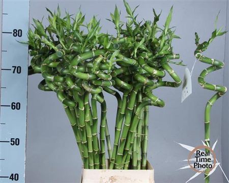 <h4>Drac Lucky Bamboo 80cm</h4>