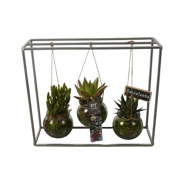 <h4>PTSU8406 Arrangement Succulenten in hangende glazen pot</h4>