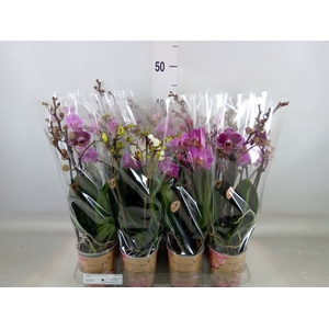 Phalaenopsis multi.   ...