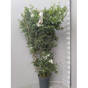 SOLANUM JASMINOIDES