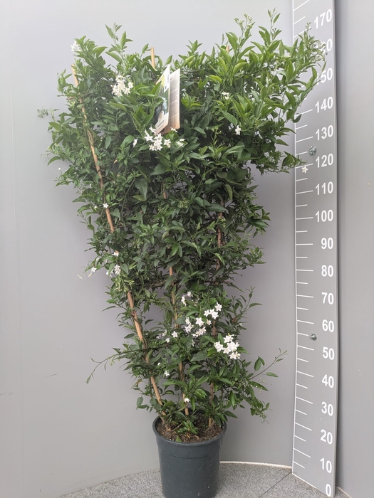 <h4>SOLANUM JASMINOIDES</h4>