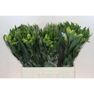 Alstroemeria Selection Yellow