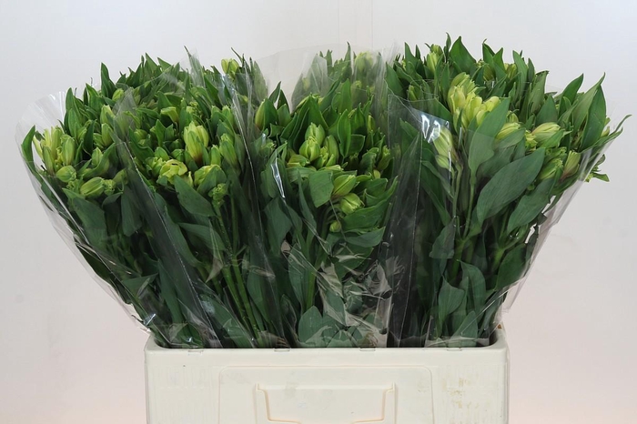 <h4>Alstroemeria Selection Yellow</h4>