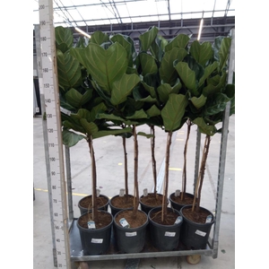 Ficus lyrata