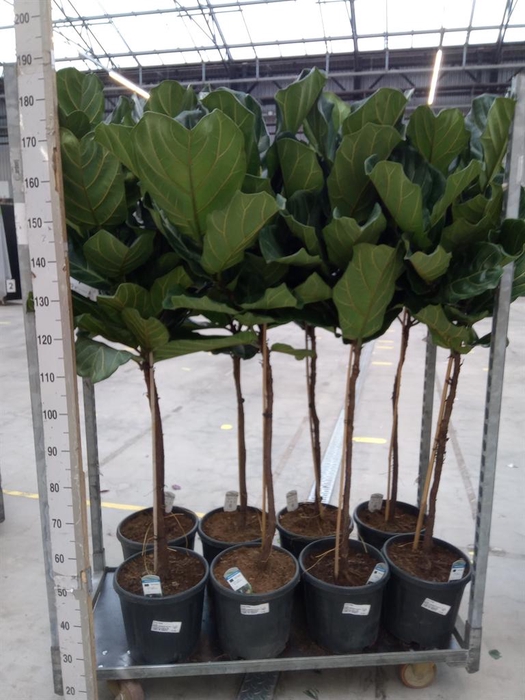 <h4>Ficus lyrata</h4>