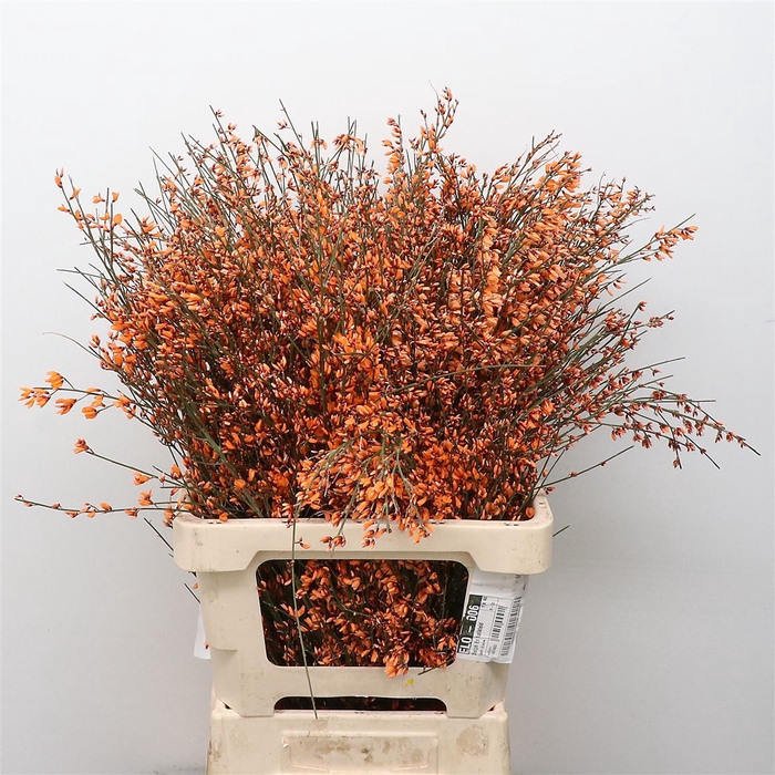 <h4>Ginster Orange P Bunch 200gram</h4>