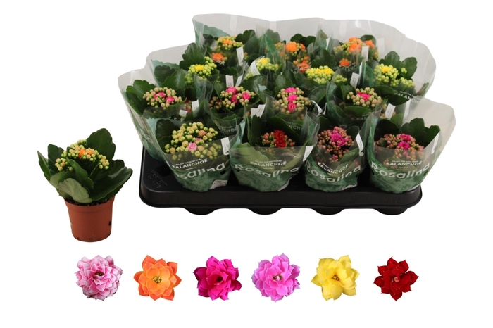 <h4>KAL GE RO GEM 6 KL</h4>