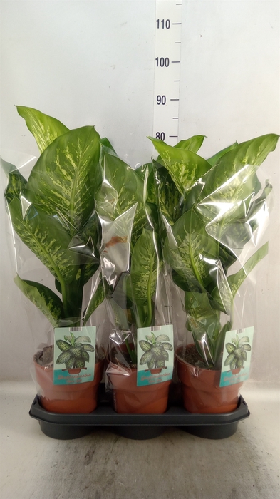 Dieffenbachia seg. 'Tropic Snow'