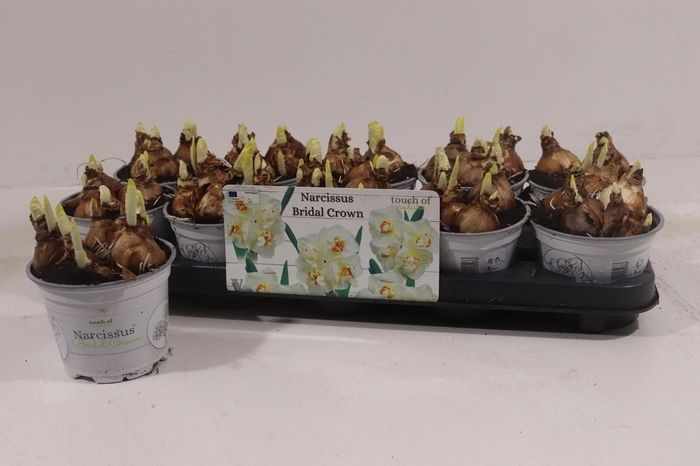 <h4>NARC D BRIDAL CROWN</h4>