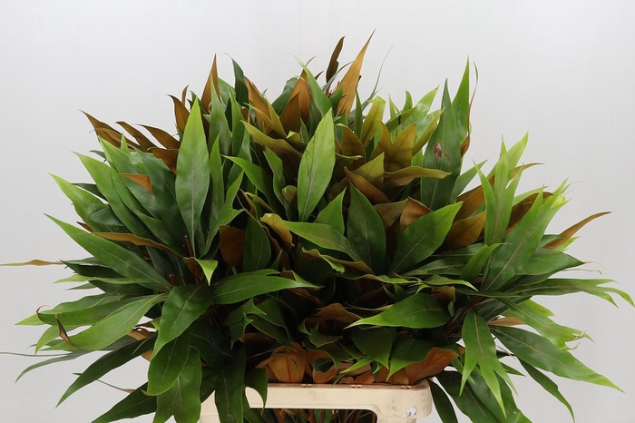 <h4>Grevillea baileyana Gold</h4>