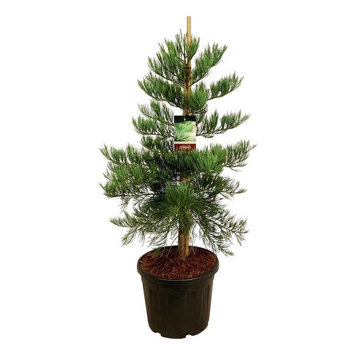 <h4>Sequoiadendron g. 'H. Mamm. Three'</h4>