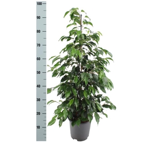 Ficus Danielle 21Ø 100cm 2pp