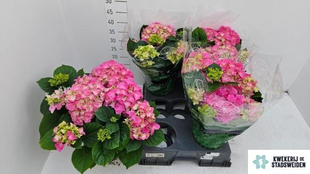 <h4>HYDR M EARLY ROSA</h4>