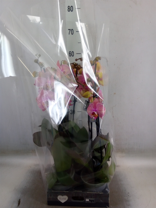 <h4>Phalaenopsis  'Jupiter'</h4>