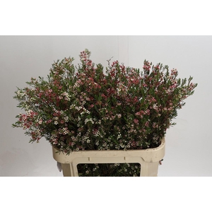 Chamelaucium My Sweet 16