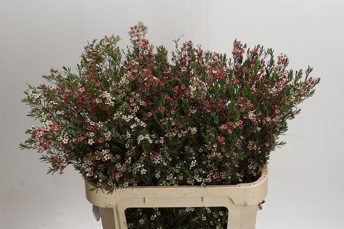 <h4>Chamelaucium My Sweet 16</h4>