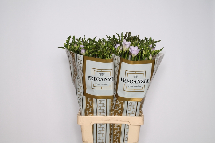 <h4>Freganzia NICE FR DU NICE</h4>
