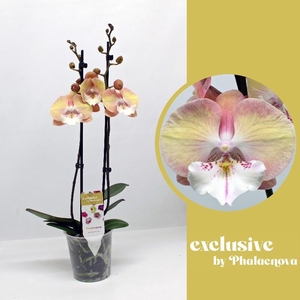 Phalaenopsis grootbloemig 2 tak 2-kleurig Tina