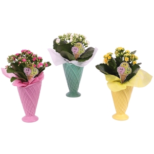 Opm Summer Arr. Indoor Ceramic Pot Round Ice Cream