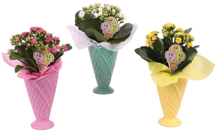<h4>Opm Summer Arr. Indoor Ceramic Pot Round Ice Cream</h4>