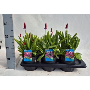 Primula vialii