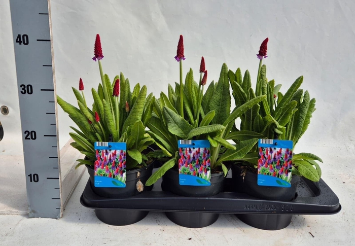 <h4>Primula vialii</h4>