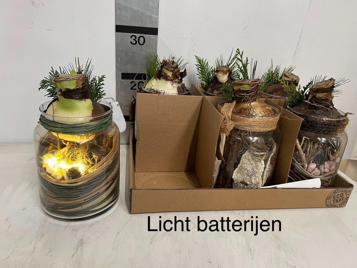 Arr. Hippeastrum 14Ø 25cm