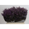 Limonium ov Safora Dark Blue