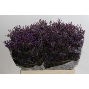 Limonium ov Safora Dark Blue