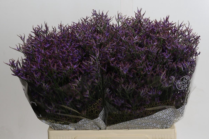 <h4>Limonium ov Safora Dark Blue</h4>