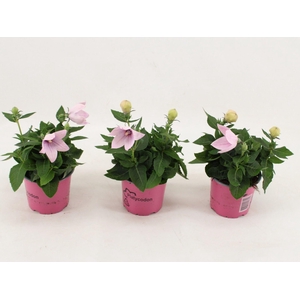 Platycodon Astra Pink