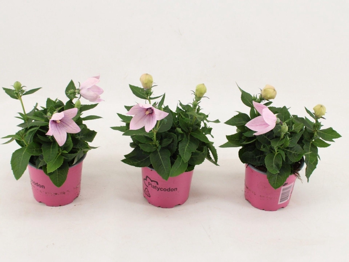 <h4>Platycodon Astra Pink</h4>